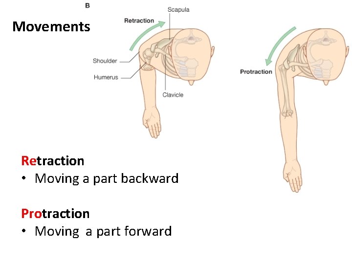 Movements Retraction • Moving a part backward Protraction • Moving a part forward 