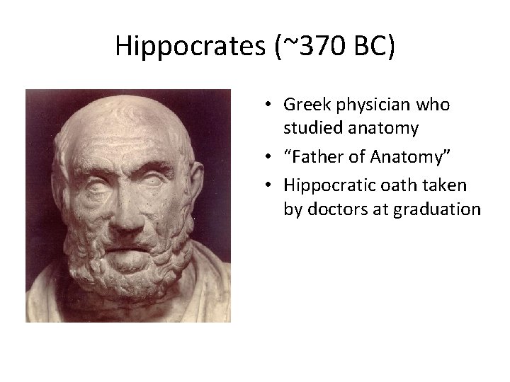 Hippocrates (~370 BC) • Greek physician who studied anatomy • “Father of Anatomy” •