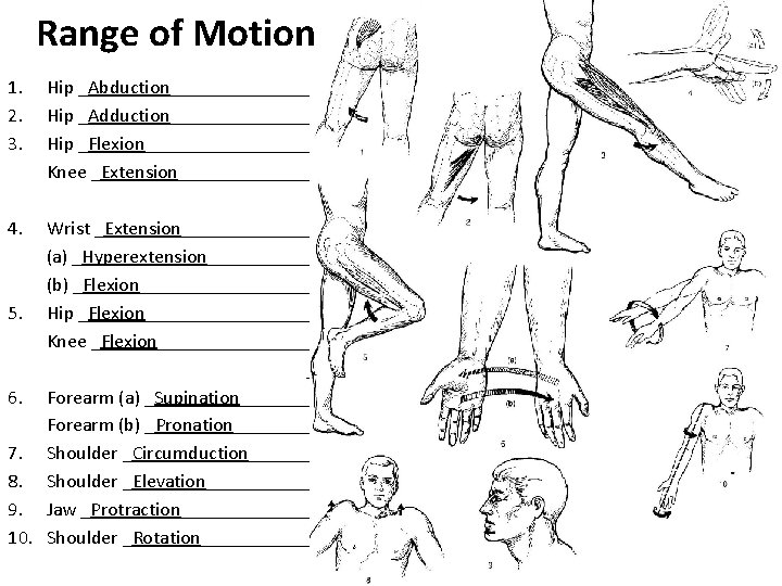 Range of Motion 1. 2. 3. Hip _Abduction_____________ Hip _Adduction_____________ Hip _Flexion_____________ Knee _Extension____________