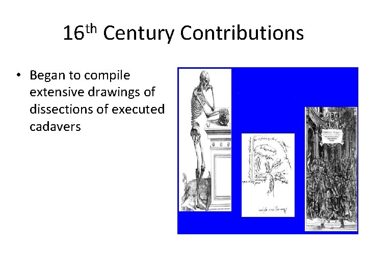 16 th Century Contributions • Began to compile extensive drawings of dissections of executed