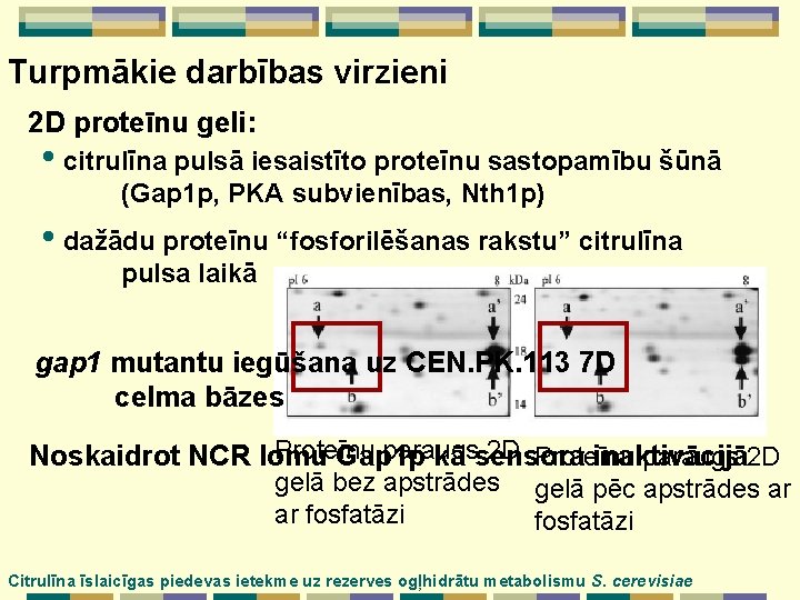 Turpmākie darbības virzieni 2 D proteīnu geli: • citrulīna pulsā iesaistīto proteīnu sastopamību šūnā