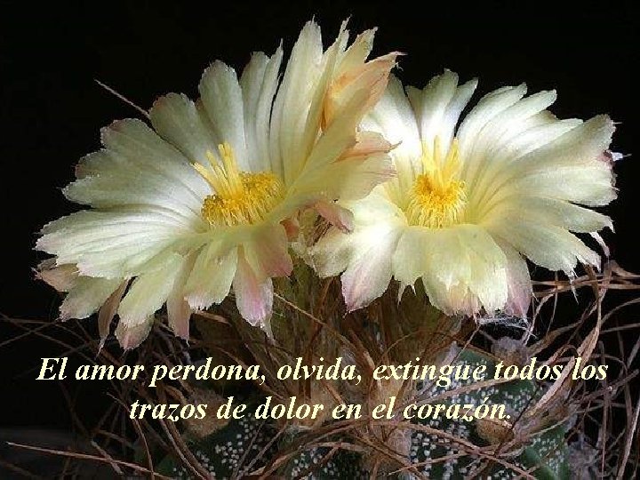 El amor perdona, olvida, extingue todos los trazos de dolor en el corazón. 