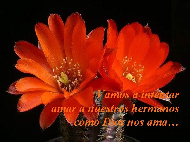 Vamos a intentar amar a nuestros hermanos como Dios nos ama… 