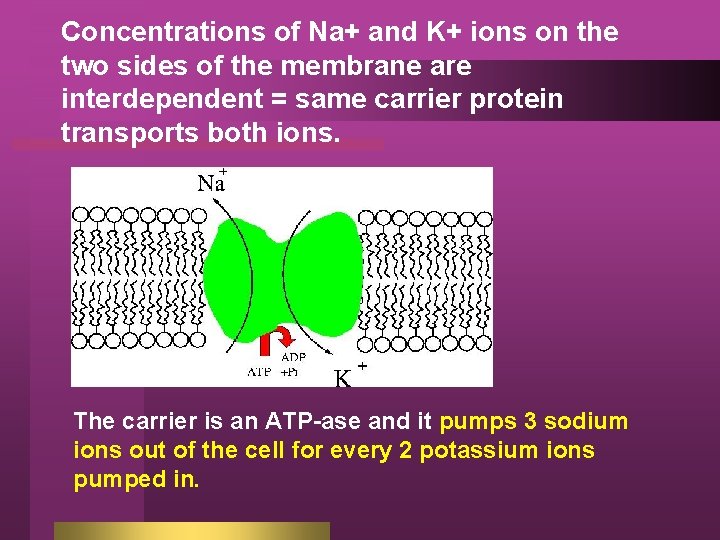 Concentrations of Na+ and K+ ions on the two sides of the membrane are