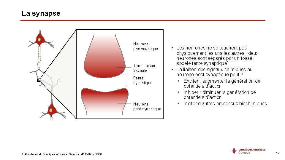 La synapse Neurone présynaptique Terminaison axonale Fente synaptique Neurone post-synaptique 1. Kandel et al.