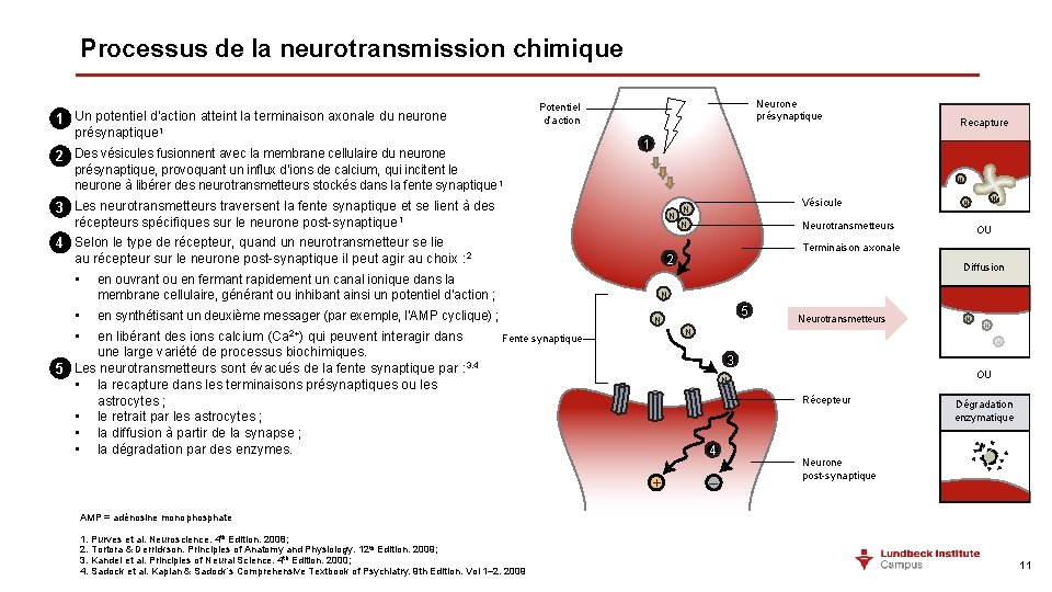 Processus de la neurotransmission chimique Neurone présynaptique Potentiel d’action 1 Un potentiel d’action atteint