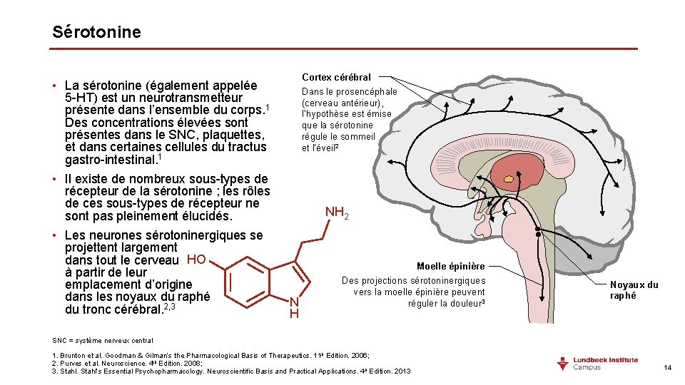 Sérotonine • La sérotonine (également appelée 5 -HT) est un neurotransmetteur présente dans l’ensemble