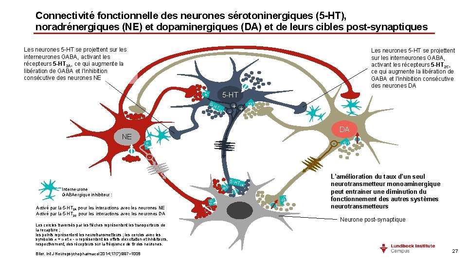 Connectivité fonctionnelle des neurones sérotoninergiques (5 -HT), noradrénergiques (NE) et dopaminergiques (DA) et de