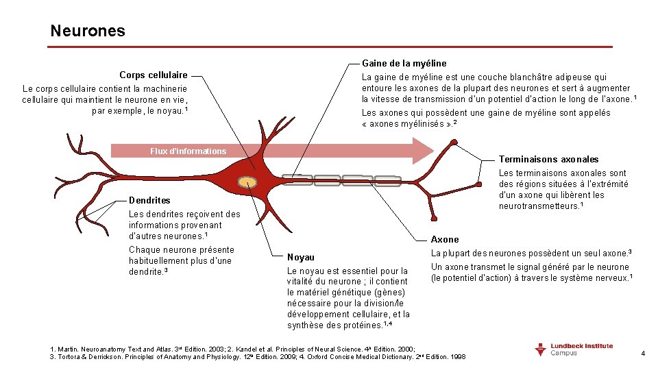 Neurones Corps cellulaire Le corps cellulaire contient la machinerie cellulaire qui maintient le neurone