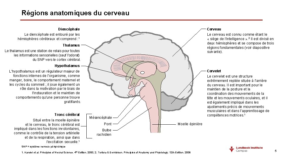 Régions anatomiques du cerveau Cerveau Diencéphale Le cerveau est connu comme étant le «