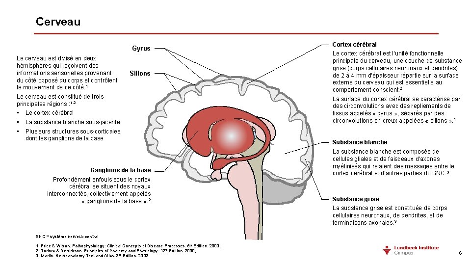 Cerveau Gyrus Le cerveau est divisé en deux hémisphères qui reçoivent des informations sensorielles