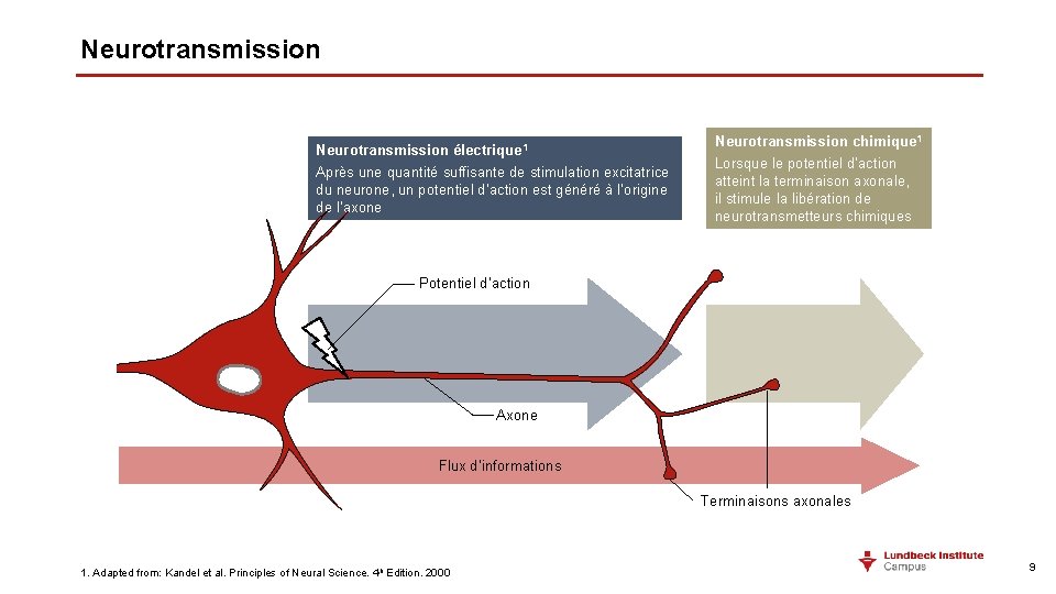 Neurotransmission électrique 1 Après une quantité suffisante de stimulation excitatrice du neurone, un potentiel
