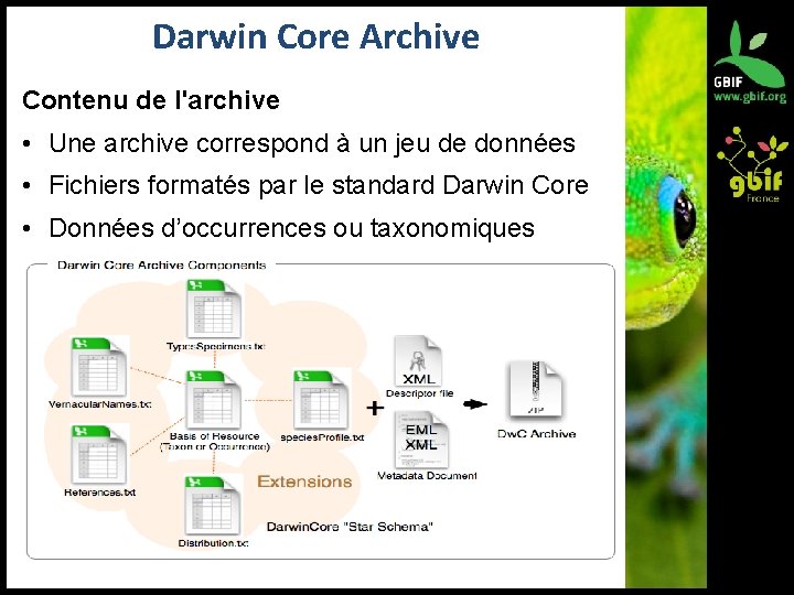 Darwin Core Archive Contenu de l'archive • Une archive correspond à un jeu de