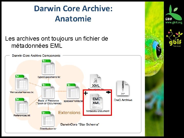 Darwin Core Archive: Anatomie Les archives ont toujours un fichier de métadonnées EML 