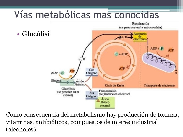 Vías metabólicas mas conocidas • Glucólisis Como consecuencia del metabolismo hay producción de toxinas,