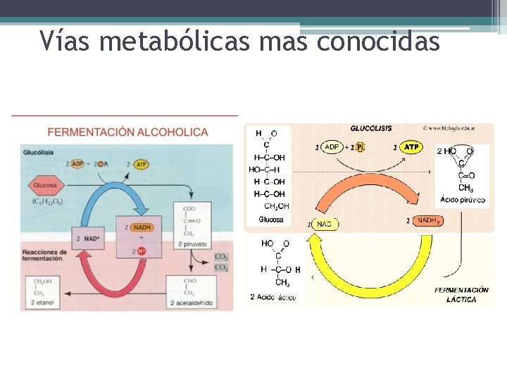 Vías metabólicas mas conocidas 