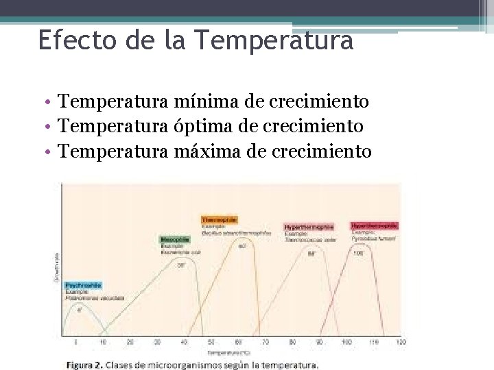 Efecto de la Temperatura • Temperatura mínima de crecimiento • Temperatura óptima de crecimiento