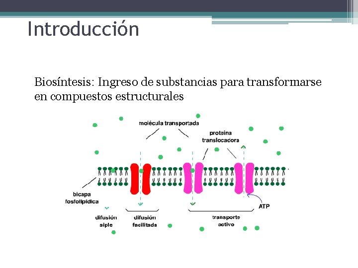 Introducción Biosíntesis: Ingreso de substancias para transformarse en compuestos estructurales 