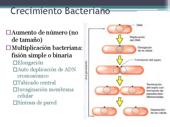 Crecimiento Bacteriano Aumento de número (no de tamaño) Multiplicación bacteriana: fisión simple o binaria