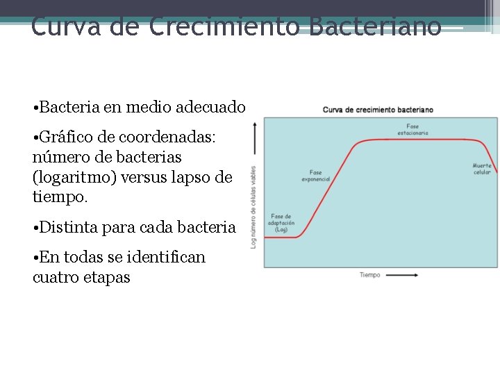 Curva de Crecimiento Bacteriano • Bacteria en medio adecuado • Gráfico de coordenadas: número