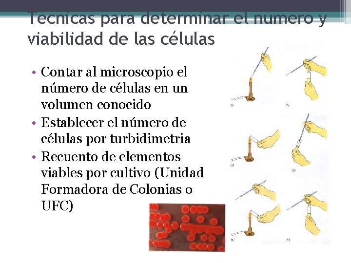 Técnicas para determinar el número y viabilidad de las células • Contar al microscopio