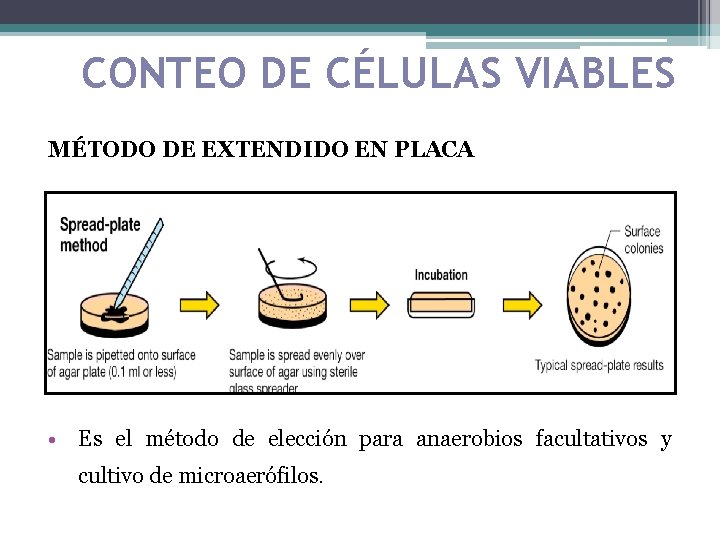 CONTEO DE CÉLULAS VIABLES MÉTODO DE EXTENDIDO EN PLACA • Es el método de