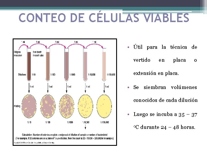 CONTEO DE CÉLULAS VIABLES • Útil para la técnica de vertido en placa o