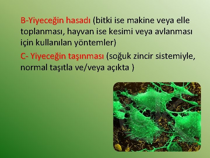 B-Yiyeceğin hasadı (bitki ise makine veya elle toplanması, hayvan ise kesimi veya avlanması için