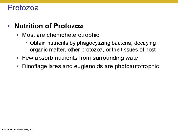 Protozoa • Nutrition of Protozoa • Most are chemoheterotrophic • Obtain nutrients by phagocytizing