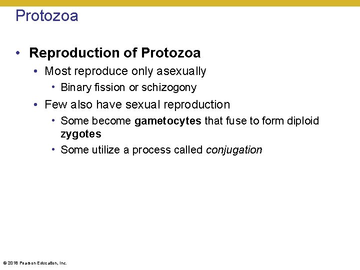 Protozoa • Reproduction of Protozoa • Most reproduce only asexually • Binary fission or