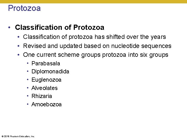 Protozoa • Classification of protozoa has shifted over the years • Revised and updated