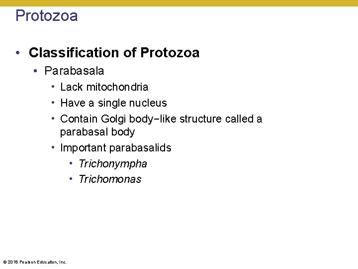 Protozoa • Classification of Protozoa • Parabasala • Lack mitochondria • Have a single
