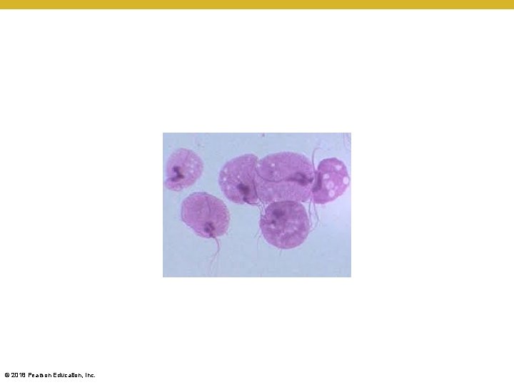 © 2018 Pearson Education, Inc. 