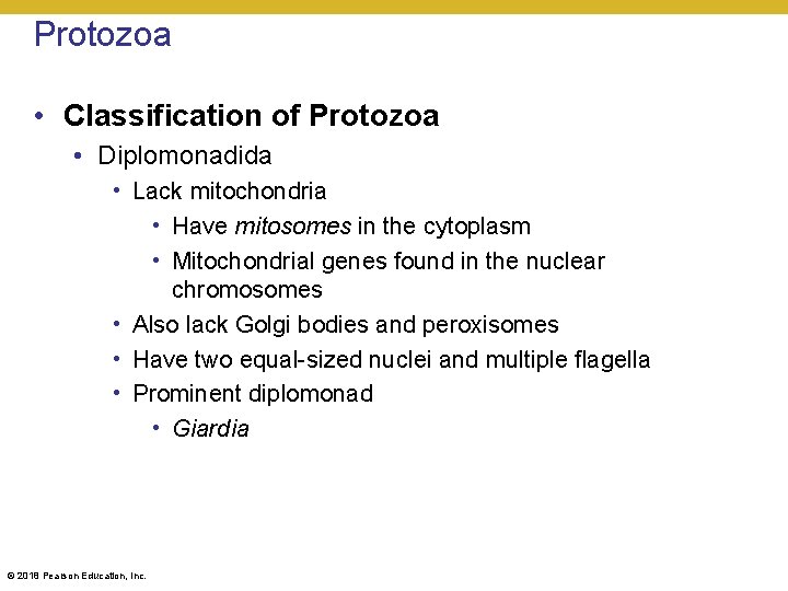Protozoa • Classification of Protozoa • Diplomonadida • Lack mitochondria • Have mitosomes in