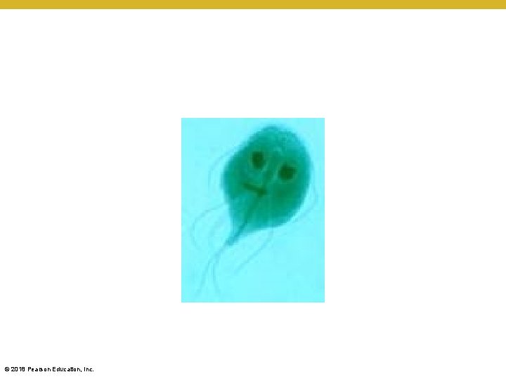 © 2018 Pearson Education, Inc. 