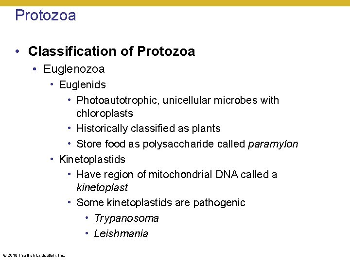 Protozoa • Classification of Protozoa • Euglenids • Photoautotrophic, unicellular microbes with chloroplasts •