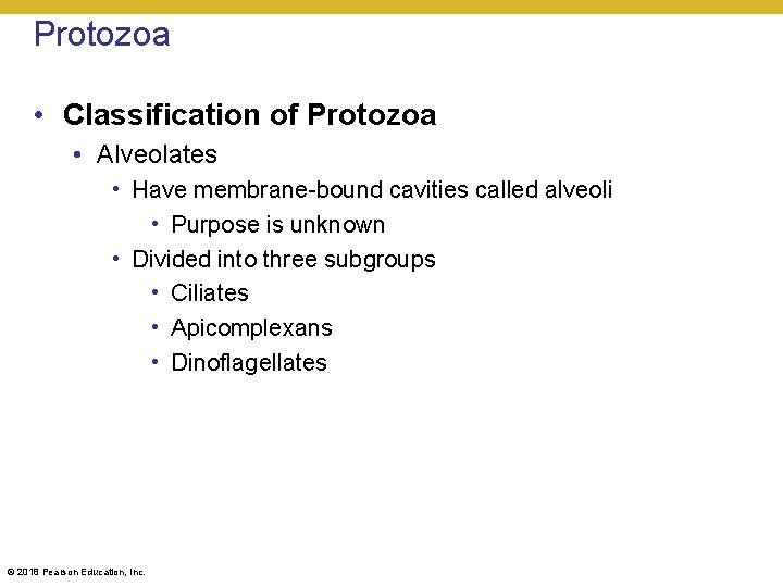 Protozoa • Classification of Protozoa • Alveolates • Have membrane-bound cavities called alveoli •