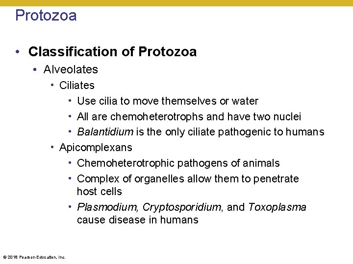 Protozoa • Classification of Protozoa • Alveolates • Ciliates • Use cilia to move