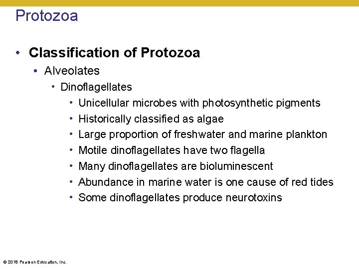 Protozoa • Classification of Protozoa • Alveolates • Dinoflagellates • Unicellular microbes with photosynthetic
