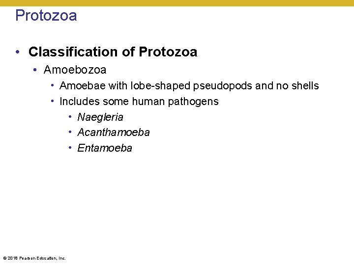 Protozoa • Classification of Protozoa • Amoebae with lobe-shaped pseudopods and no shells •