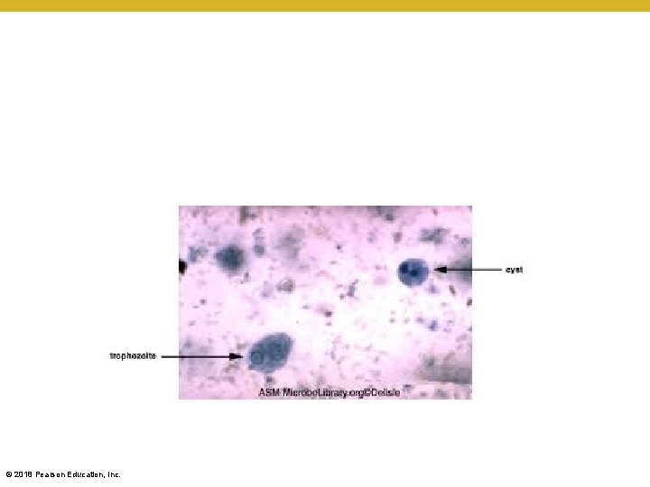 © 2018 Pearson Education, Inc. 