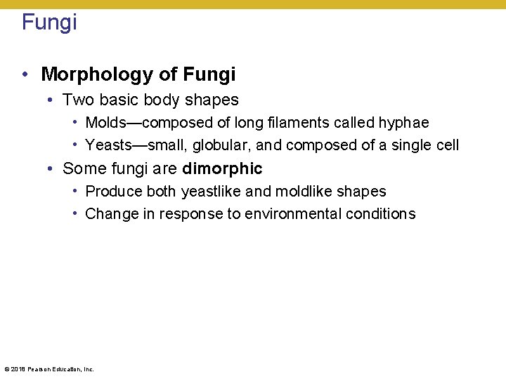 Fungi • Morphology of Fungi • Two basic body shapes • Molds—composed of long