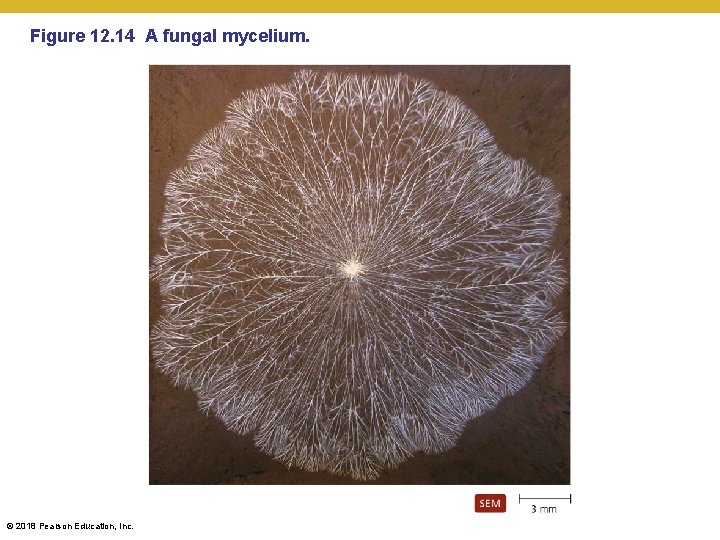 Figure 12. 14 A fungal mycelium. © 2018 Pearson Education, Inc. 