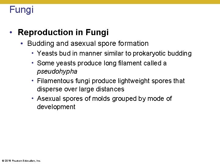 Fungi • Reproduction in Fungi • Budding and asexual spore formation • Yeasts bud