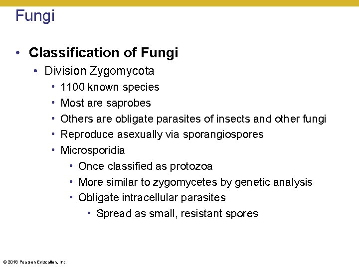 Fungi • Classification of Fungi • Division Zygomycota • • • 1100 known species
