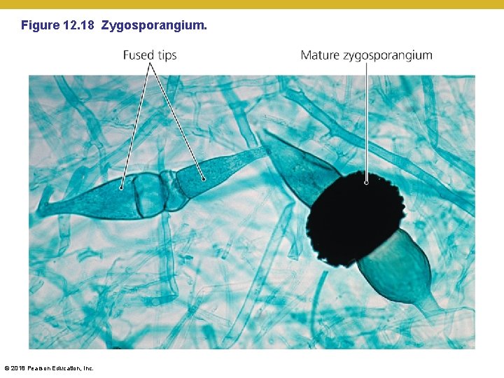 Figure 12. 18 Zygosporangium. © 2018 Pearson Education, Inc. 