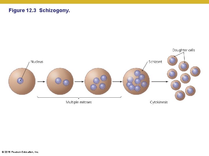 Figure 12. 3 Schizogony. © 2018 Pearson Education, Inc. 
