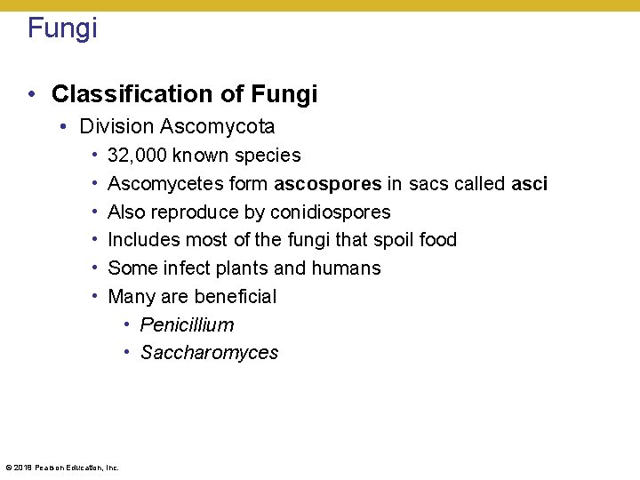 Fungi • Classification of Fungi • Division Ascomycota • • • 32, 000 known