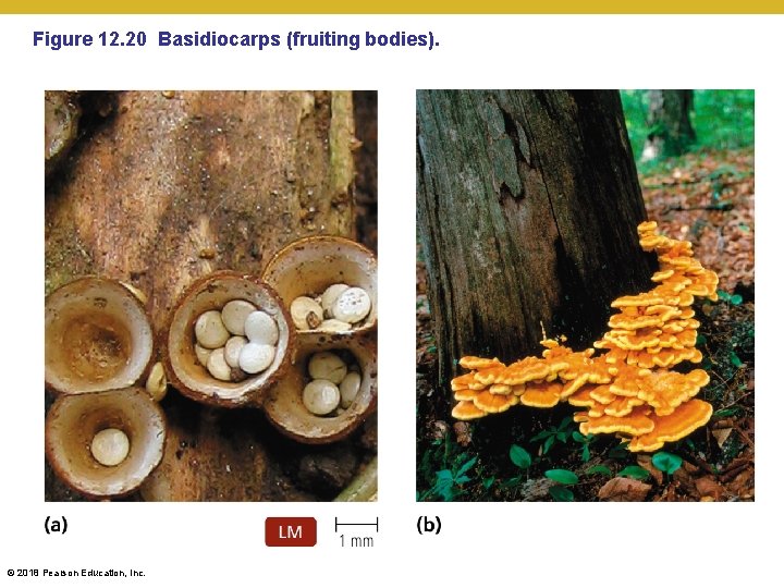 Figure 12. 20 Basidiocarps (fruiting bodies). © 2018 Pearson Education, Inc. 