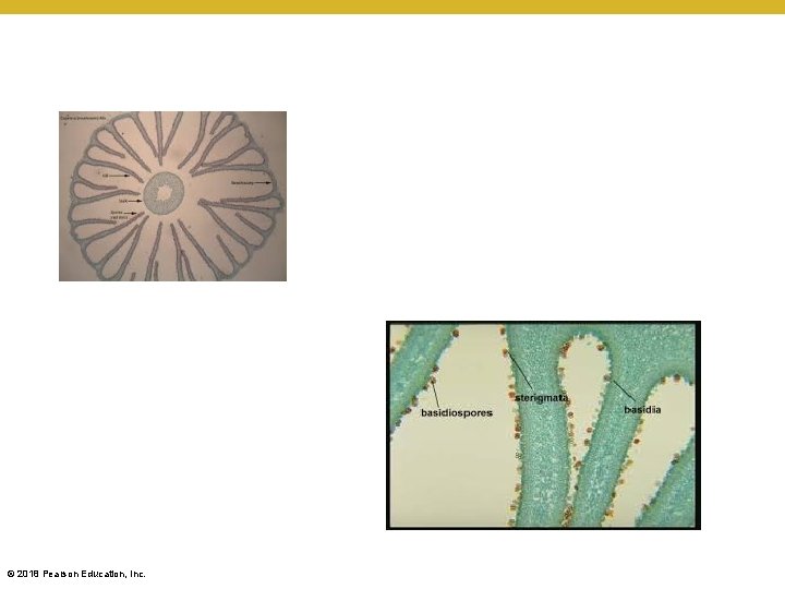 © 2018 Pearson Education, Inc. 